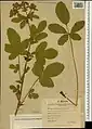 Potentilla kurdica • پنجهبرگ کردی