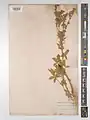 Potentilla kurdica • پنجهبرگ کردی