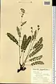 Potentilla pimpinelloides • پنجه‌برگ کدوکی