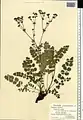 Potentilla pimpinelloides • پنجه‌برگ کدوکی