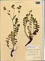 Potentilla pimpinelloides • پنجه‌برگ کدوکی