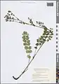 Potentilla pimpinelloides • پنجه‌برگ کدوکی
