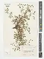 Potentilla szovitsii • پنجه‌برگ نخجوانی