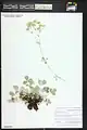 Potentilla speciosa • پنجهبرگ تماشائی