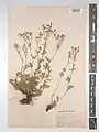 Potentilla meyeri • پنجه‌برگ تالشی