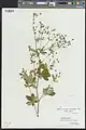 Potentilla meyeri • پنجه‌برگ تالشی