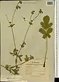 Potentilla persica • پنجهبرگ کهگیلویهای