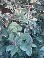 Amaranthus viridis • تاج‌خروس سبزرنگ