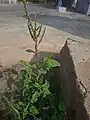 Amaranthus viridis • تاج‌خروس سبزرنگ