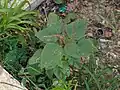 Amaranthus viridis • تاج‌خروس سبزرنگ