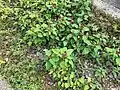 Amaranthus viridis • تاج‌خروس سبزرنگ