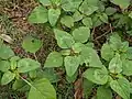 Amaranthus viridis • تاج‌خروس سبزرنگ