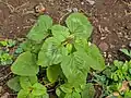 Amaranthus viridis • تاج‌خروس سبزرنگ