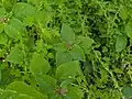 Amaranthus viridis • تاج‌خروس سبزرنگ