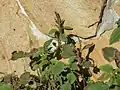 Amaranthus viridis • تاج‌خروس سبزرنگ