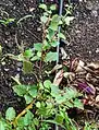 Amaranthus viridis • تاج‌خروس سبزرنگ