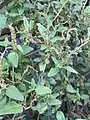 Amaranthus viridis • تاج‌خروس سبزرنگ