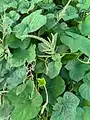 Amaranthus viridis • تاج‌خروس سبزرنگ