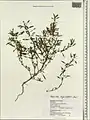 Amaranthus graecizans • تاجخروس هرز