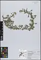 Amaranthus graecizans • تاجخروس هرز