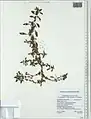 Amaranthus graecizans • تاجخروس هرز