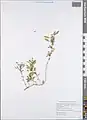 Amaranthus graecizans • تاجخروس هرز