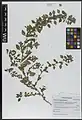 Amaranthus graecizans • تاجخروس هرز