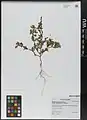 Amaranthus graecizans • تاجخروس هرز
