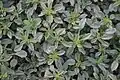 Amaranthus blitoides • تاجخروس گسترده