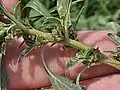 Amaranthus blitoides • تاجخروس گسترده