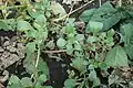 Amaranthus blitoides • تاجخروس گسترده