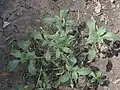 Amaranthus blitoides • تاجخروس گسترده