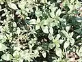 Amaranthus blitoides • تاجخروس گسترده