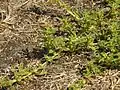 Amaranthus blitoides • تاجخروس گسترده