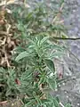 Amaranthus blitoides • تاجخروس گسترده