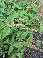 Amaranthus deflexus • تاجخروس واژگون