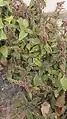 Amaranthus deflexus • تاجخروس واژگون