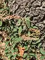 Amaranthus deflexus • تاجخروس واژگون