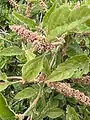Amaranthus deflexus • تاجخروس واژگون