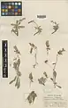 Campanula karakuschensis • گل‌استکانی قره‌قوشی