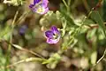 Campanula strigosa • گل‌استکانی ریش‌زبر