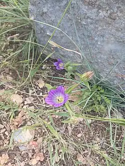 Campanula strigosa • گل‌استکانی ریش‌زبر