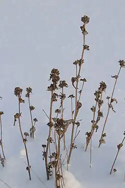 Campanula glomerata • گل‌استکانی طناز