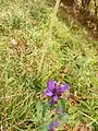 Campanula glomerata • گل‌استکانی طناز