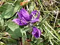 Campanula glomerata • گل‌استکانی طناز