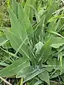 Campanula glomerata • گل‌استکانی طناز
