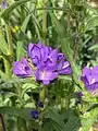 Campanula glomerata • گل‌استکانی طناز