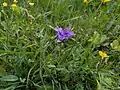 Campanula glomerata • گل‌استکانی طناز