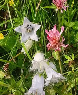 Campanula barbata • گلاستکانی ریشدار