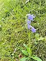 Campanula barbata • گلاستکانی ریشدار